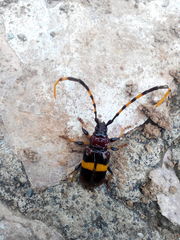Trachyderes elegans