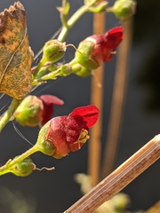 Scrophularia auriculata