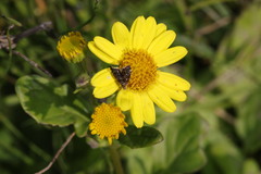 Prochoreutis myllerana