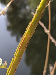 Scrophularia auriculata