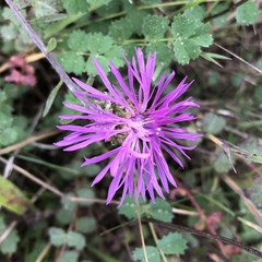 Centaurea × moncktonii