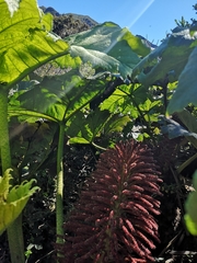 Gunnera peltata