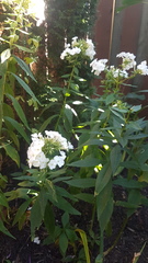 Phlox paniculata