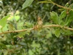 Anasa scorbutica