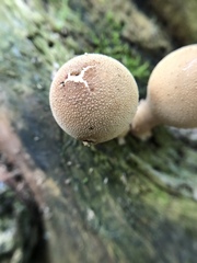 Apioperdon pyriforme