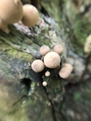Apioperdon pyriforme