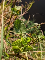 Scrophularia auriculata