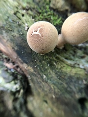 Apioperdon pyriforme