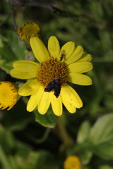 Prochoreutis myllerana