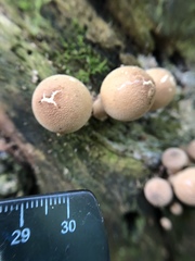 Apioperdon pyriforme