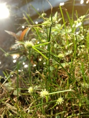 Cyperus brevifolioides