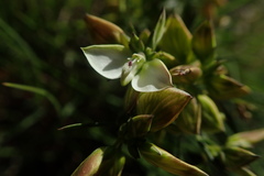 Polygala ericifolia
