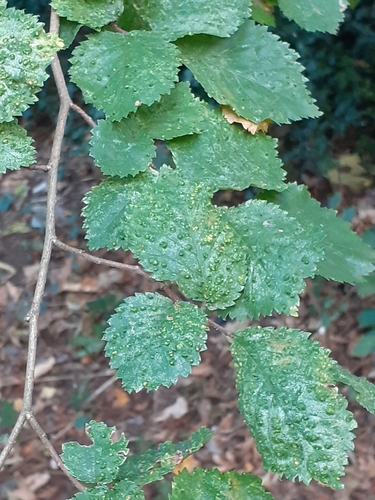 Elm Leaf Gall Mite