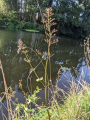 Scrophularia auriculata