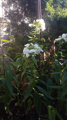 Phlox paniculata