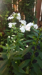 Phlox paniculata