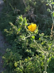 Helminthotheca echioides