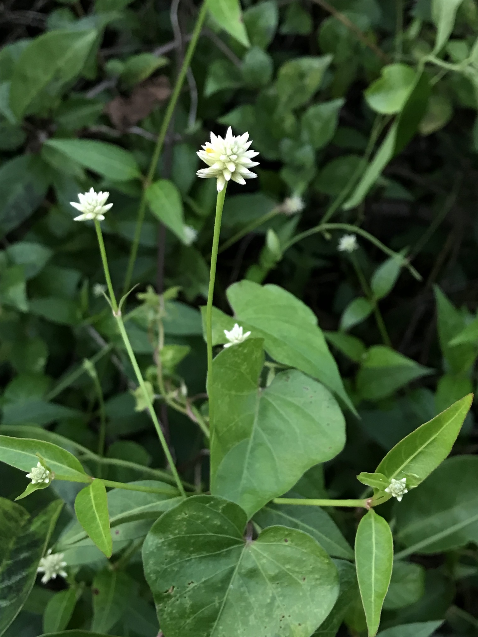 Alternanthera flavescens