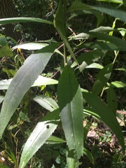 Verbesina alternifolia