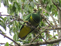 Drepanoptila holosericea