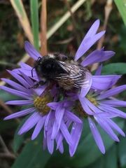 Bombus sitkensis