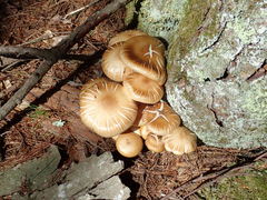 Armillaria novae-zelandiae