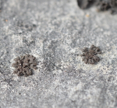 Scytinium schraderi