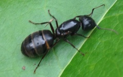Camponotus