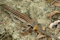 Medopheos edracanthus