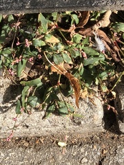 Persicaria longiseta