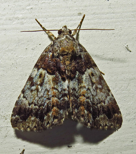 False Underwing photo 5