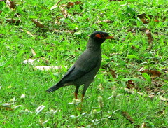 Acridotheres ginginianus