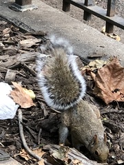 Sciurus carolinensis
