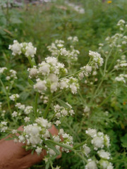 Parthenium hysterophorus