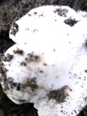 Basidiomycota