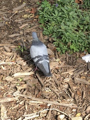 Columba livia domestica
