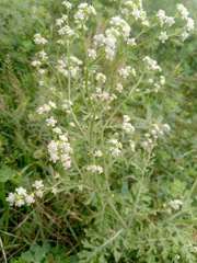 Parthenium hysterophorus