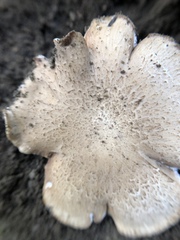 Basidiomycota