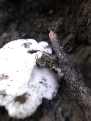 Basidiomycota