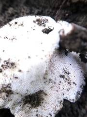 Basidiomycota