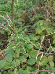 Jacobaea erucifolia