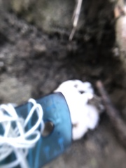 Basidiomycota