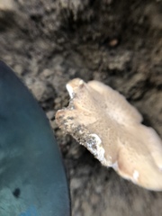 Basidiomycota