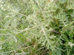 Parthenium hysterophorus