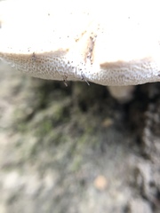 Basidiomycota