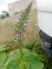 Salvia tiliifolia