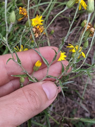 Image of Pityopsis flexuosa by (c) Scott Allen Davis, some rights reserved (CC BY)