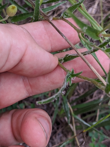 Image of Pityopsis flexuosa by (c) Scott Allen Davis, some rights reserved (CC BY)