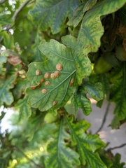 Neuroterus quercusbaccarum