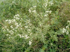 Parthenium hysterophorus